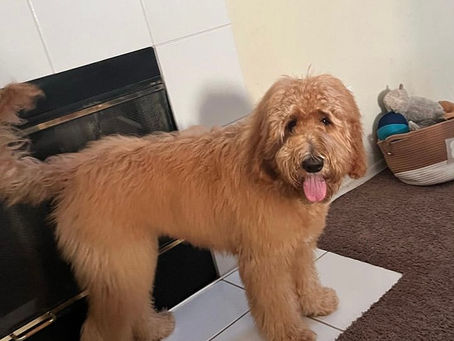 Scarlett & Duke Waitlist Open Availability for 2023 Goldendoodle puppies