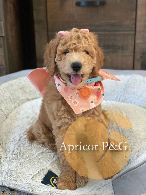 Golden Moments with Goldendoodles: Families across Murrieta, CA, cherish our Goldendoodle companions, symbolizing the lasting bonds we help create.