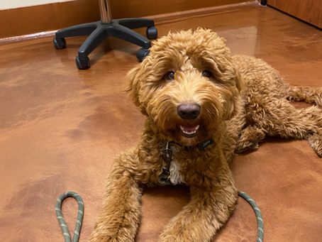 Mini Goldendoodle Jake needs a Guardian home