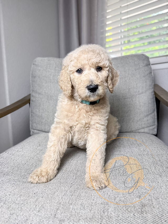 Pup Community Blog | Apricot Poodles & Goldendoodles in Murrieta, CA
