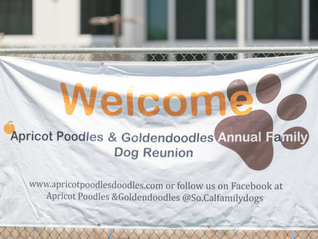 Apricot P&G's 3rd Annual Poodle & Doodle Reunion!