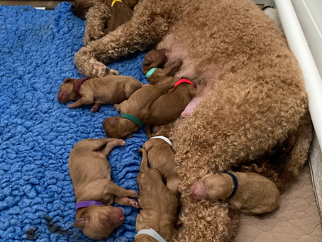 Welcome Scarlett's Patriotic Litter
