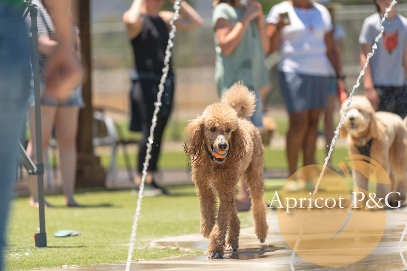 Apricot Poodles & Goldendoodles: A Goldendoodle pup's curiosity and playfulness mirror the traits we nurture in every dog we raise in sunny Murrieta.