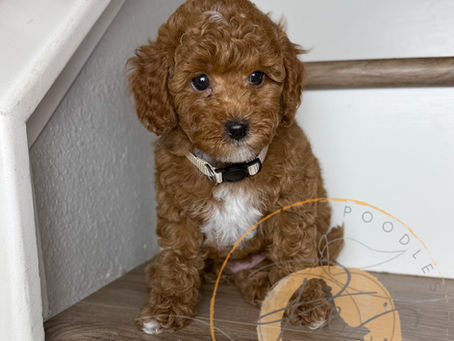 We Have Puppies!