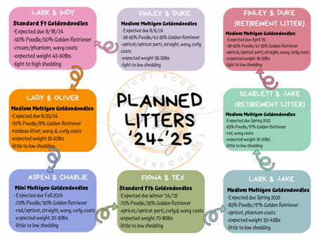 Planned Litters for '24-early '25
