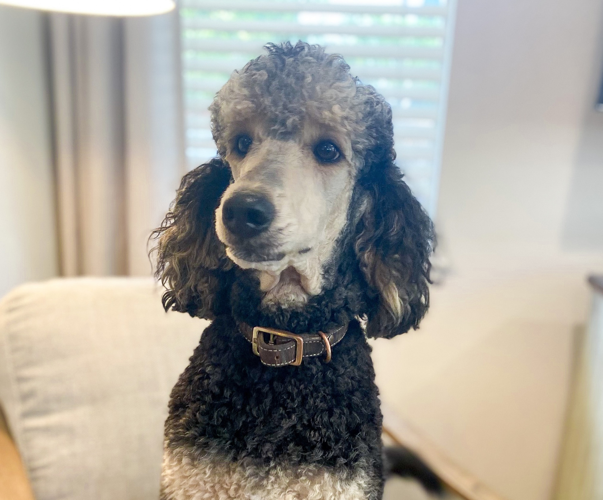 TINY COTTONS poodle プードル　ロンパース 12M TINY COTTONS poodle プードル ロンパース 12M TINY COTTONS poodle