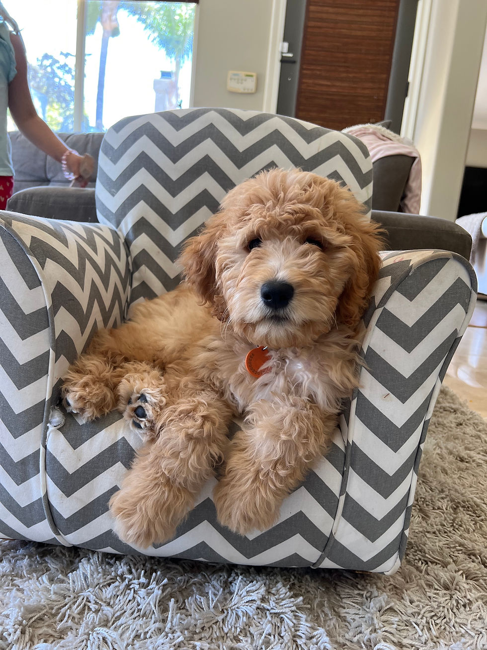 Guardian Home Opportunities, Available Puppies & Another Waitlist Opens!