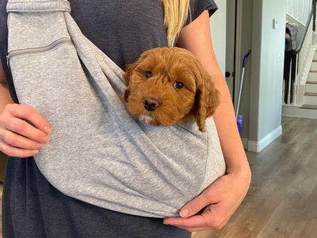 Apricot Goldendoodle - Jake needs a Guardian home