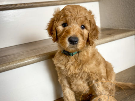 Scarlett Puppy spot available