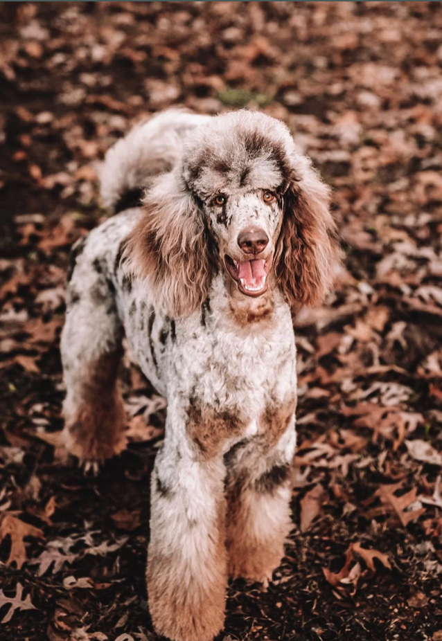 Zeke, brown and tan phantom merle poodle stands in the outdoors looking at the camera