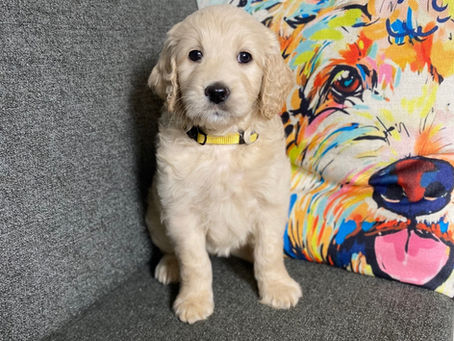 Medium-sized F1 Goldendoodle available