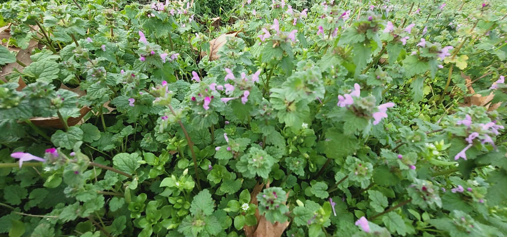 Purple flowering herbs, Sweet Possum Herbals