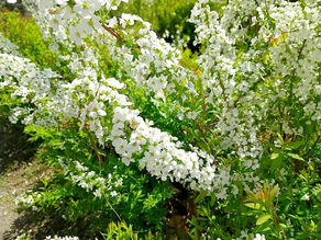 バイオマス発電へヤナギの活用に期待が高まる