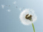 Dandelion Leaves_edited.jpg