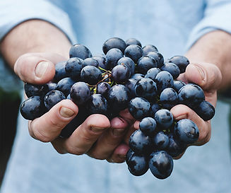 grappoli di uva nelle mani