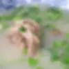 羊雑スープ ヤンザータン