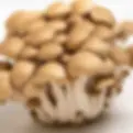 シメジ