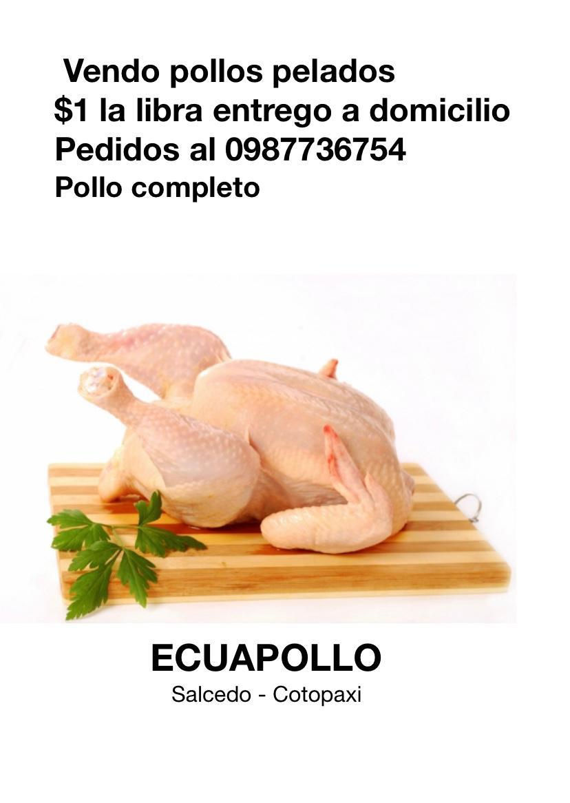Ecuapollo