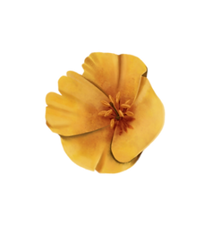 arizona_poppy_edited.png
