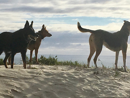 Pets are a Health Benefit