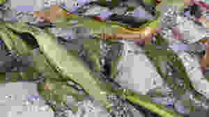 Seaweed on a beach