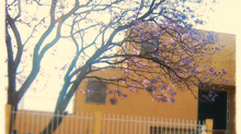 El jacarandá