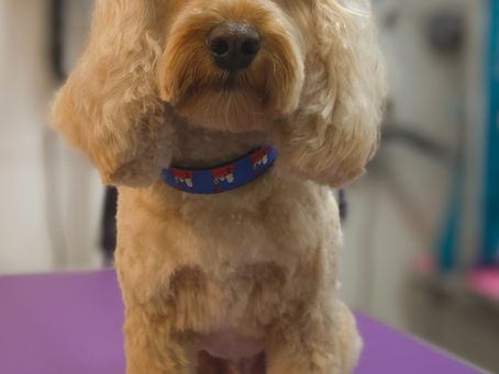 Introducing The Full Groom