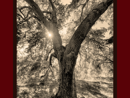 A Season of Growth: Creating Books Inspired by Nature, Healing, and the Hunt for Vintage Treasures