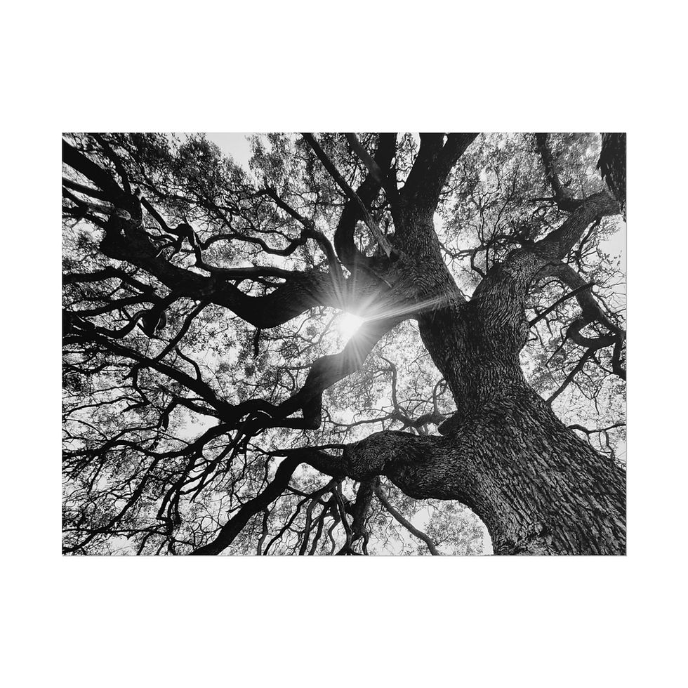 Ancient Oak Sunburst Black & White Photography Poster Print 1