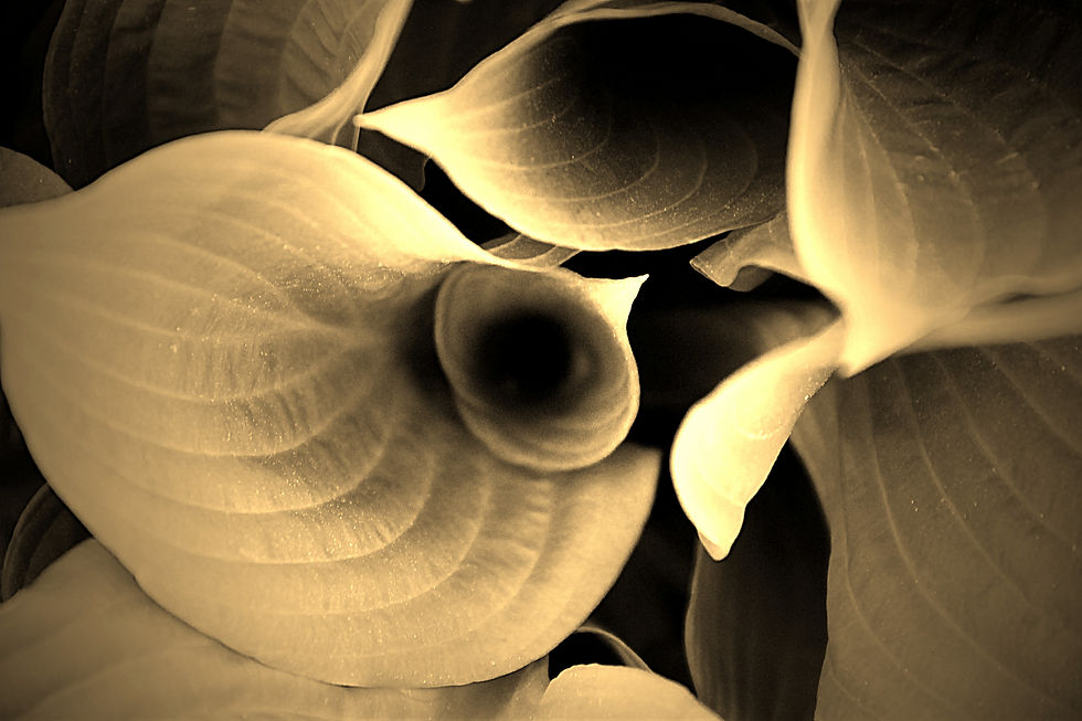 hosta