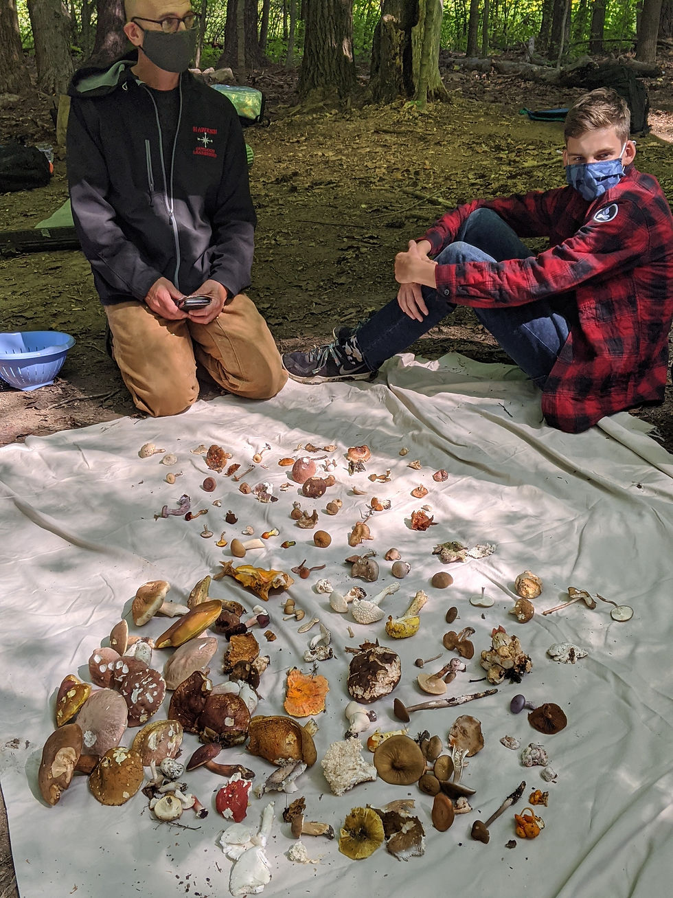 Fungal diversity sampling