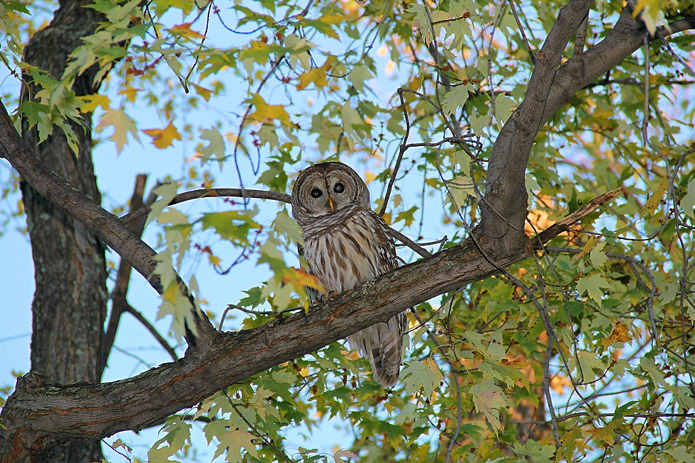 barred owl