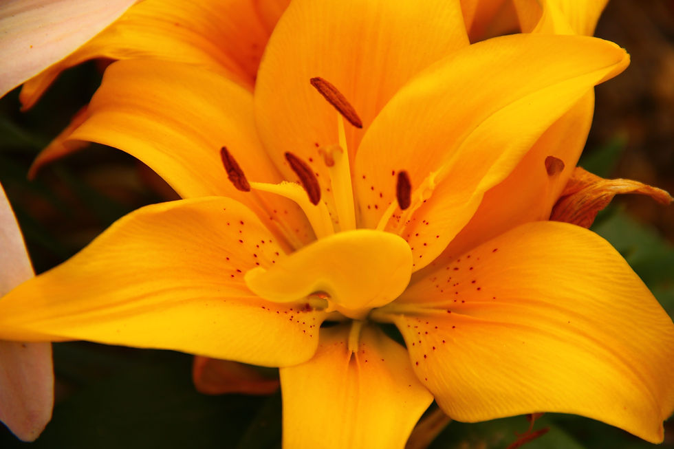 yellow lily