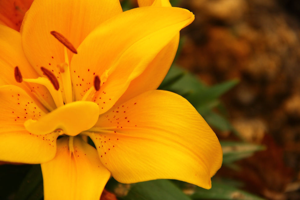 yellow lily