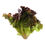 Thumbnail: Lettuce Lollo Rosso
