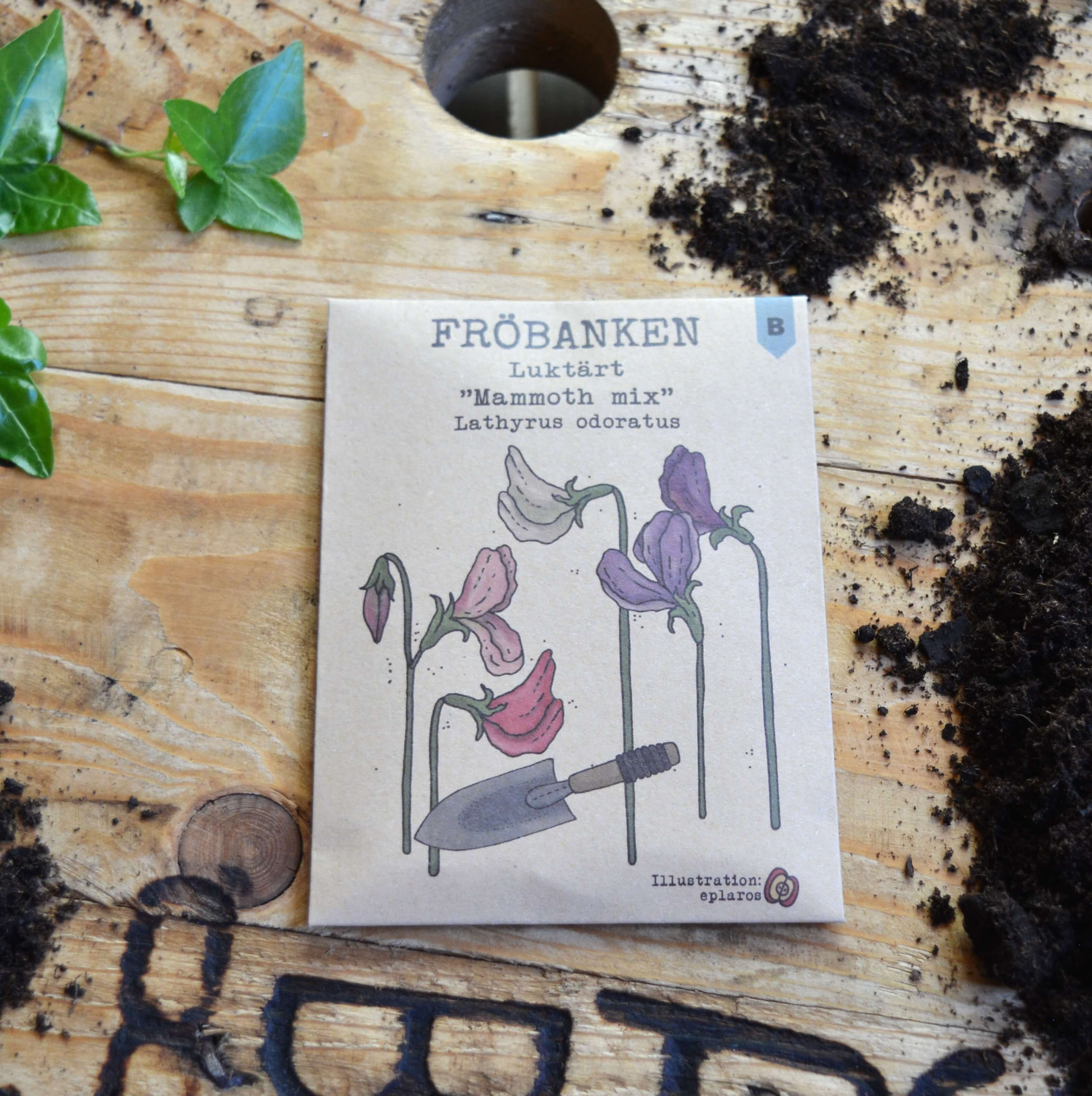 Luktärt - Mammoth Mix