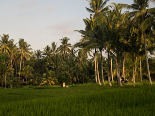 La Rizière d'Ubud