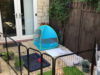 TOILET TRAINING TRIALS AND TRIBULATIONS