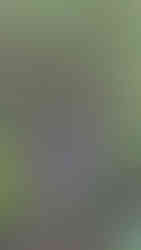 Purple and yellow primroses