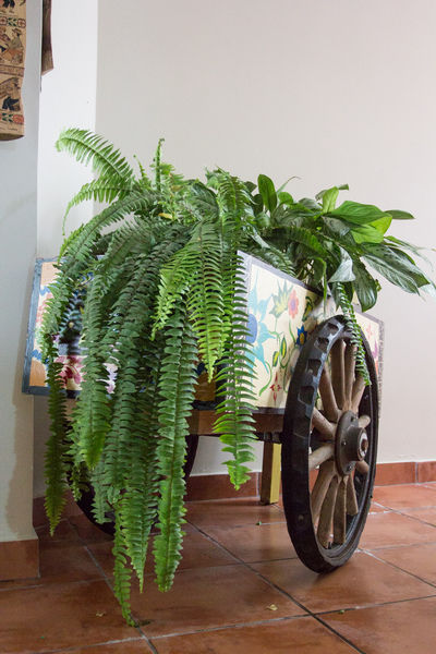 Miniatura: Carreta Pequeña - Llantas de Hierro Fundido, Madera y Caucho