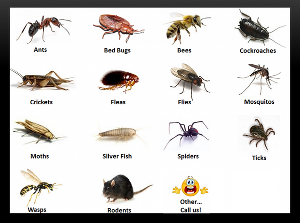 Pests Lindley Pest Control
