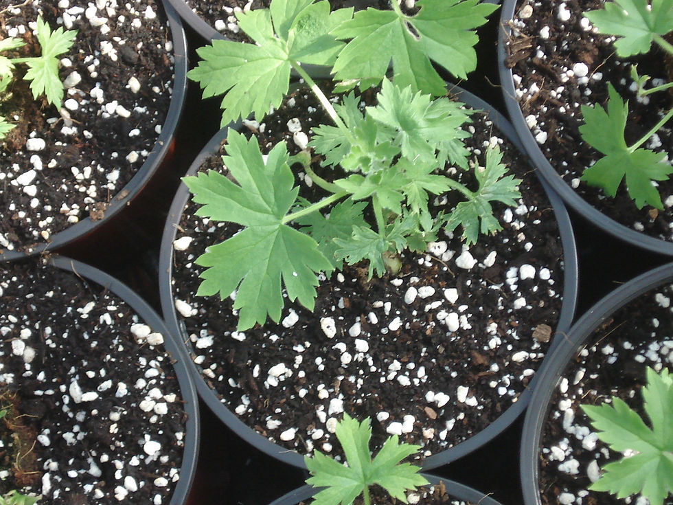 Miniatyrbilde: Perlitt Substrat Agra Grad 2 100L (0.6-3 mm)