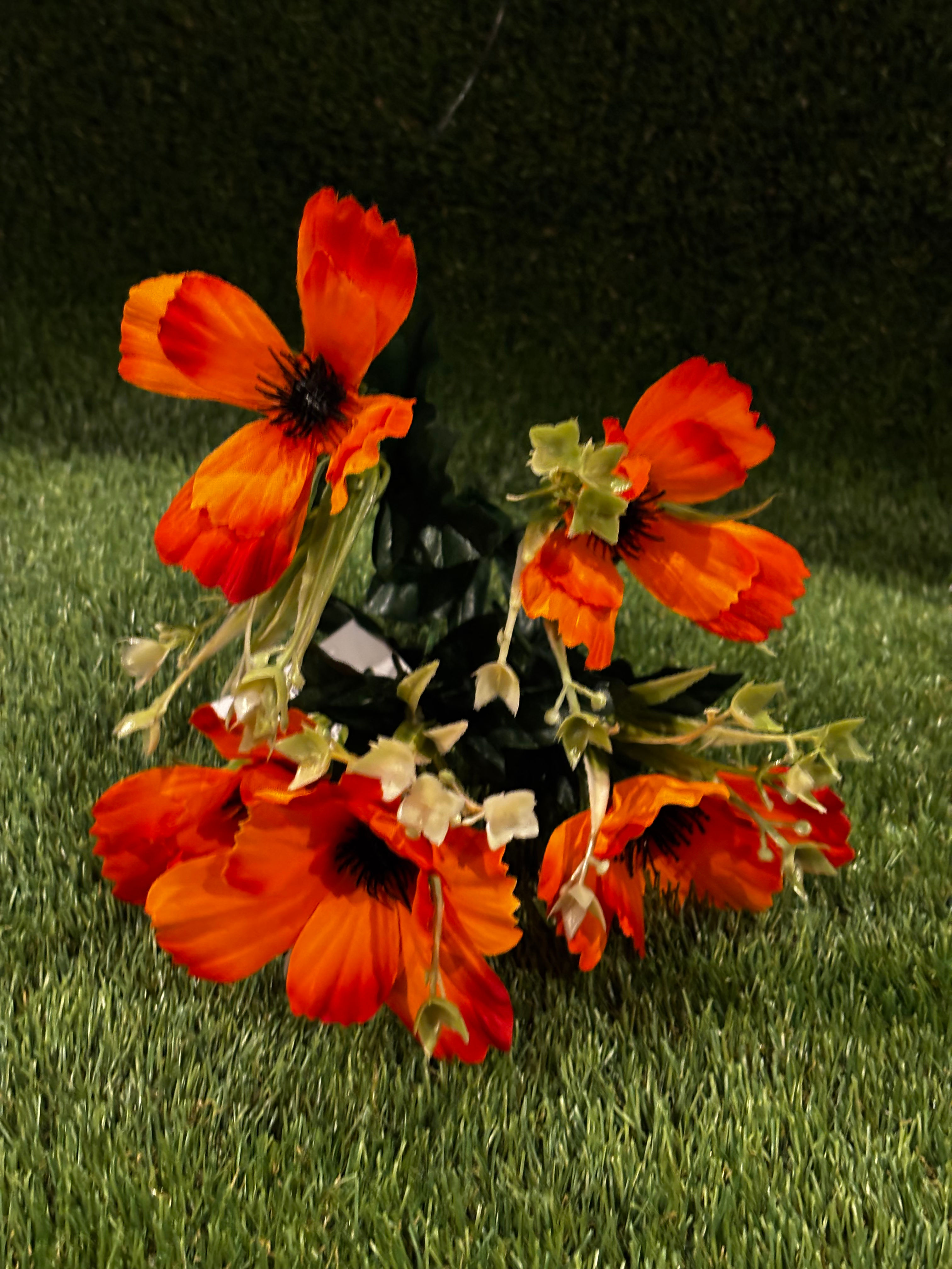 Anemone Bush Orange