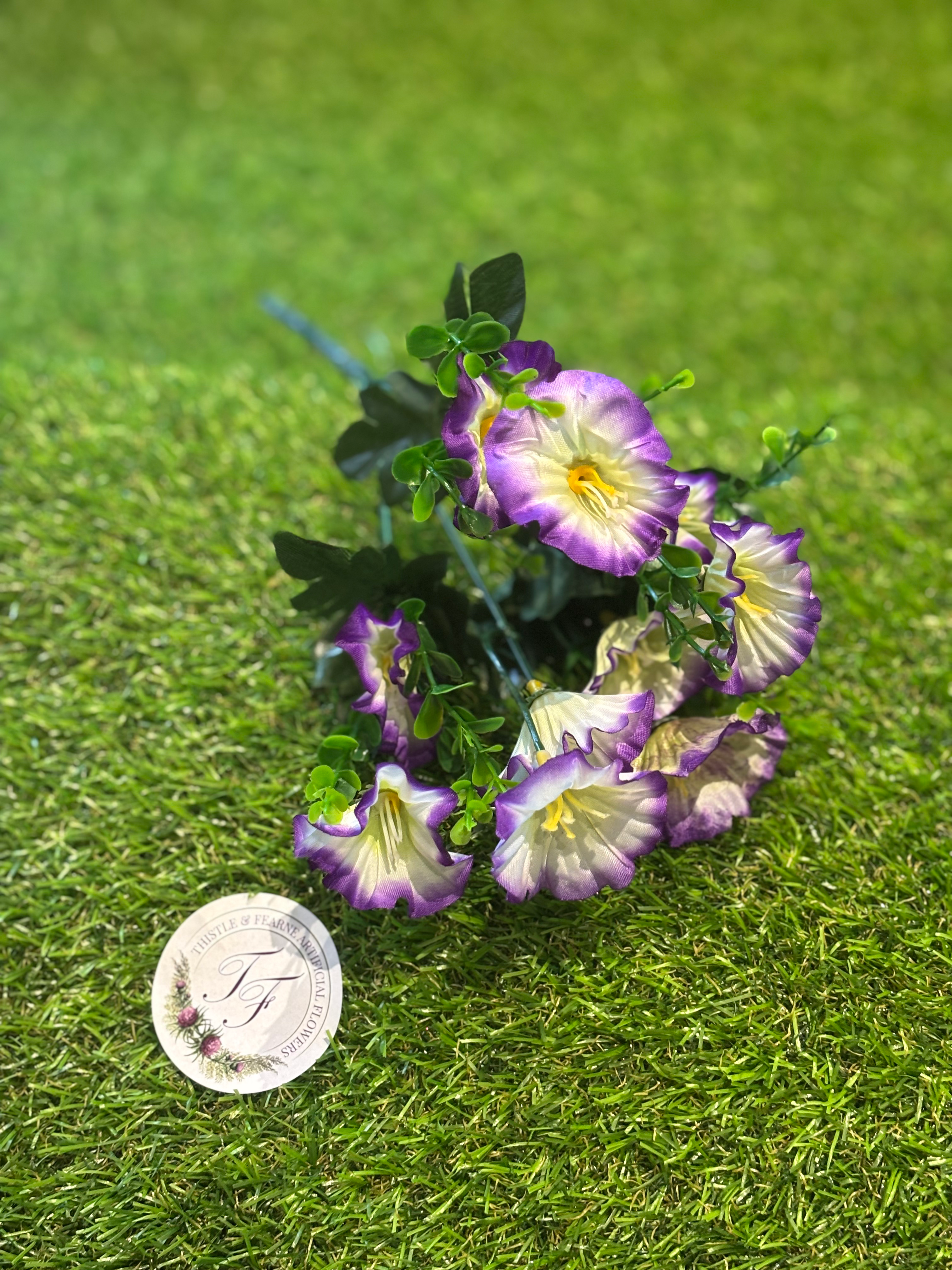 Morning Glory Bush Purple / Ivory