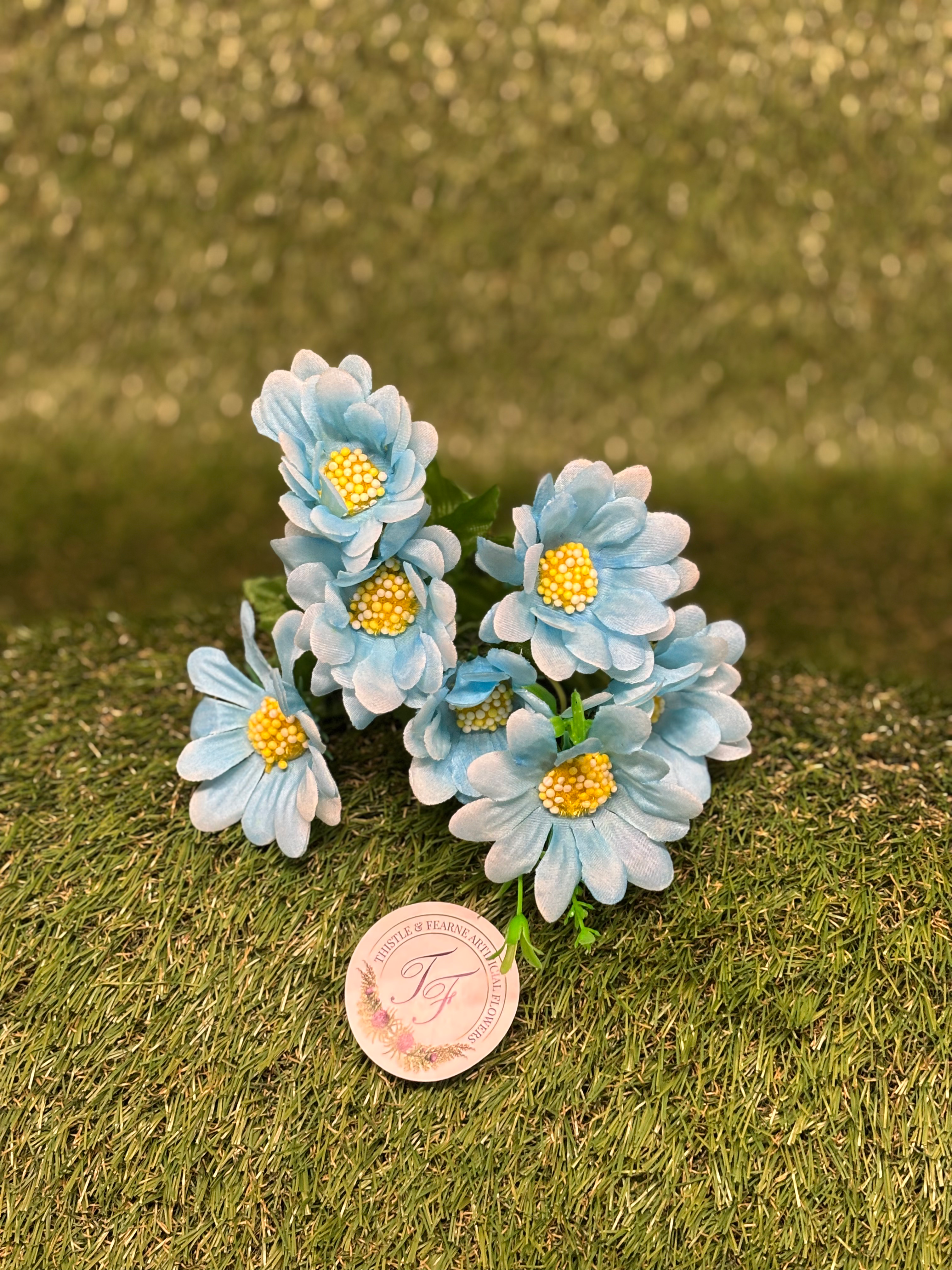 Mini Daisy Bush 30cm Blue