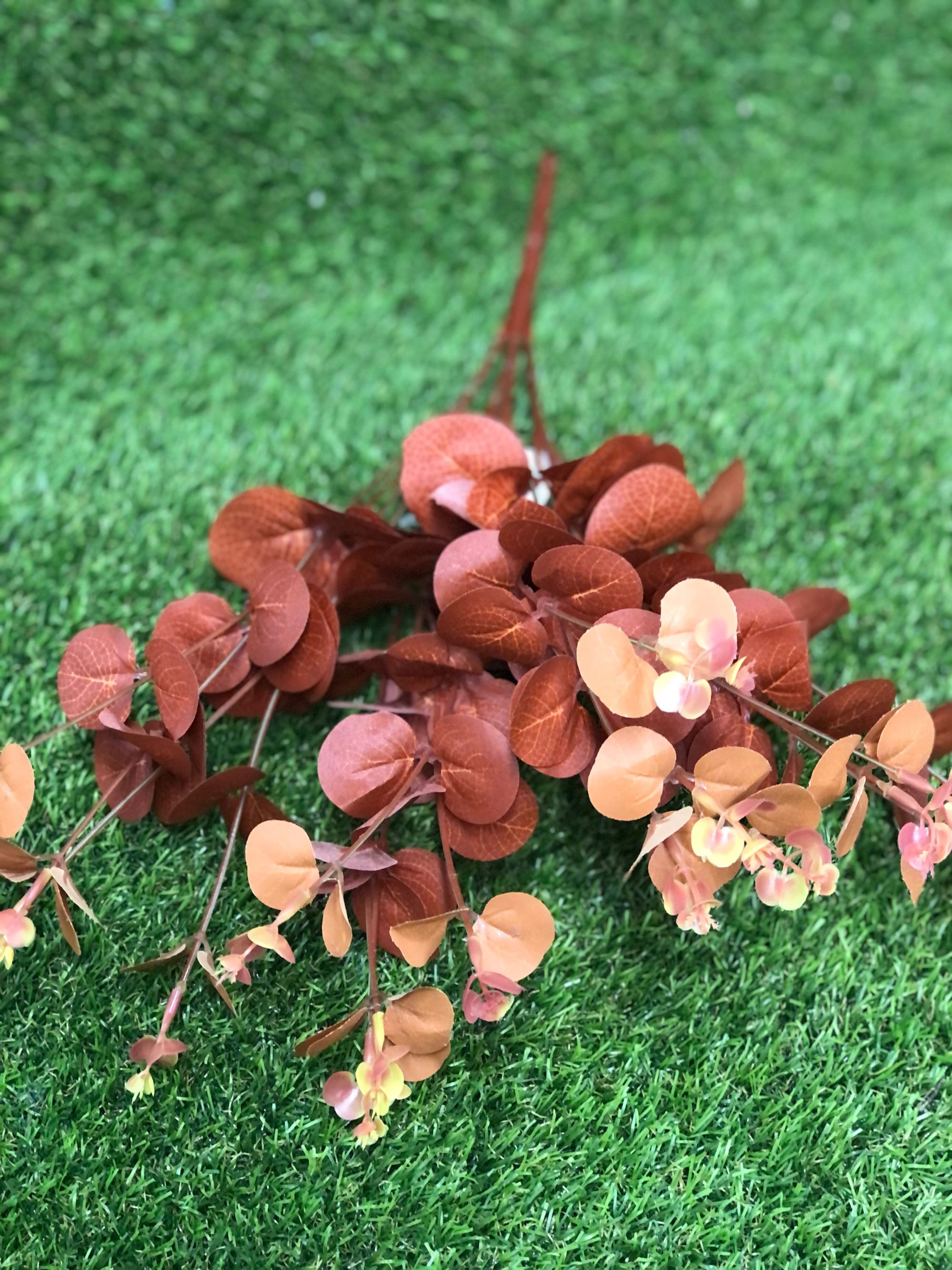 Eucalyptus Bush Orange 