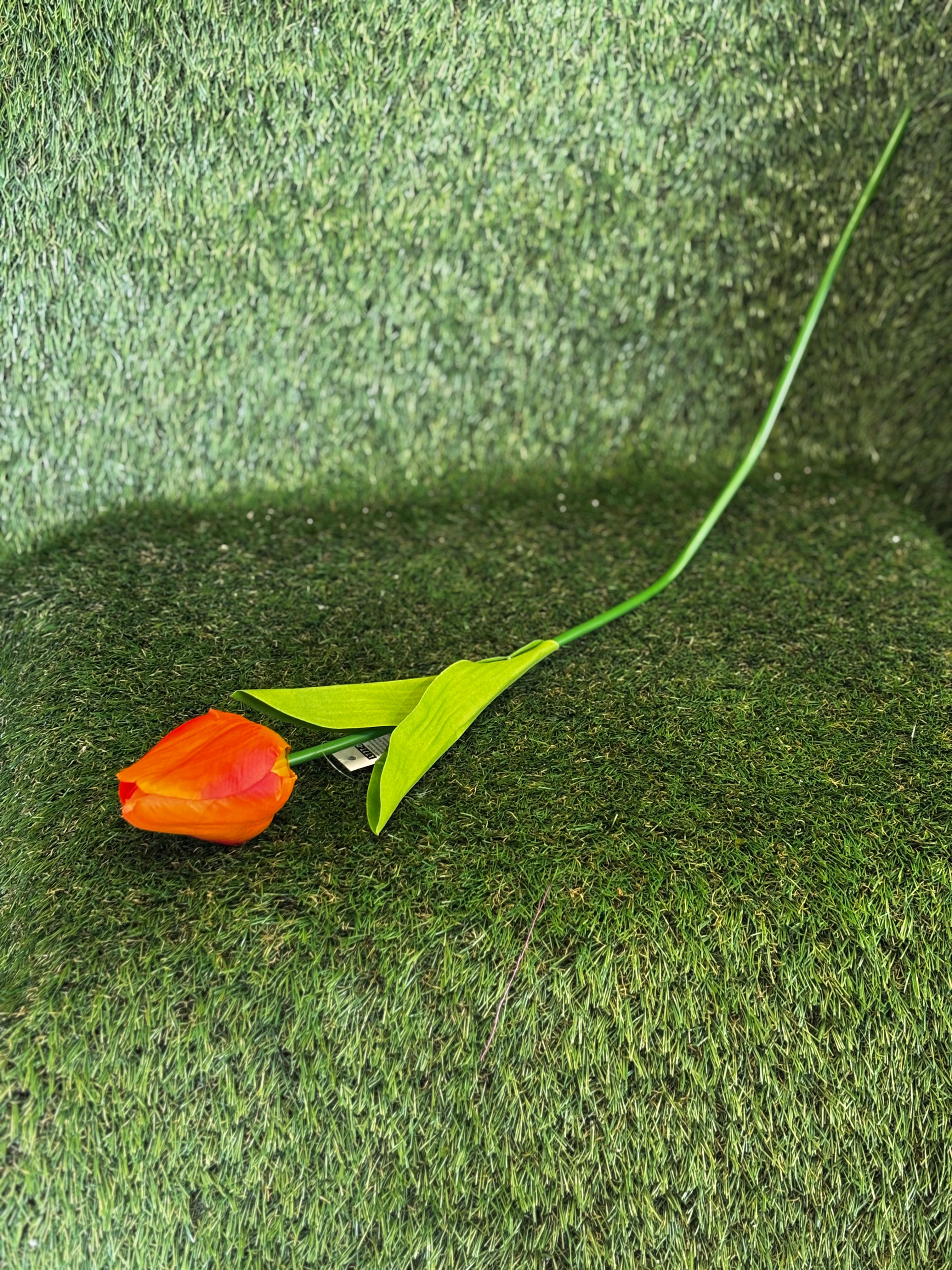 Long Stem Tulip Orange