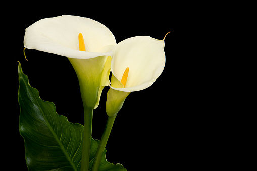 calla lily 3.jpeg