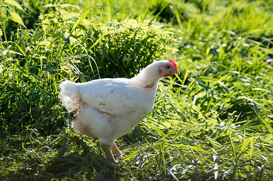certified organic chicken British Columbia