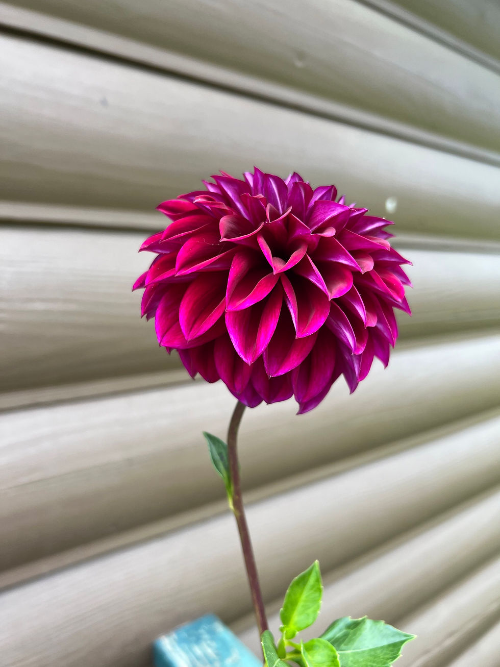 Thumbnail: Diva Dahlia Tuber
